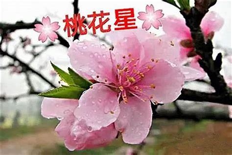 桃花运|八字桃花运 八字桃花运免费